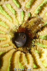 Small blenny peeping trough a hole in a coral by Yoav Lavi 